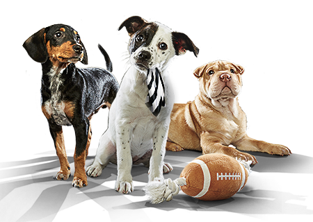 Puppy Bowl